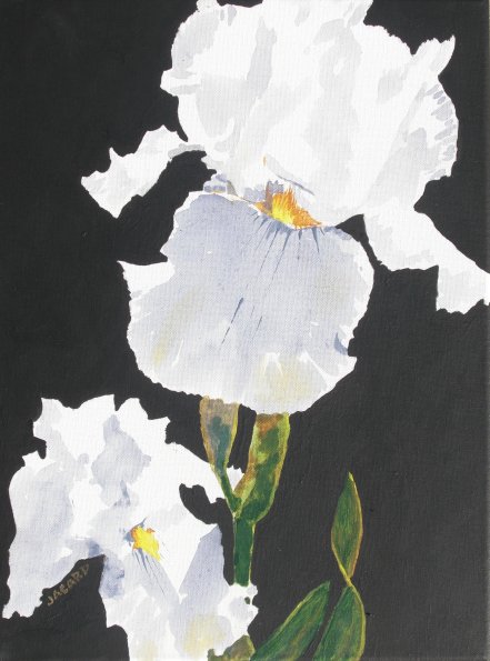 DUTCH IRIS