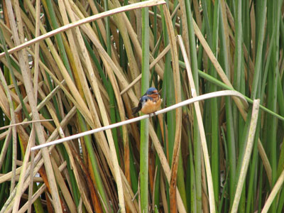 BIRD-IN-THE-RUSHES