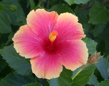 FLORA