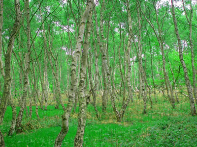 SHERWOOD-FOREST