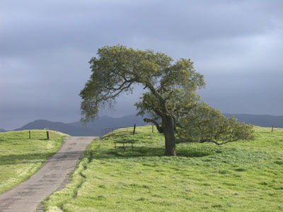 THE-GUARDIAN