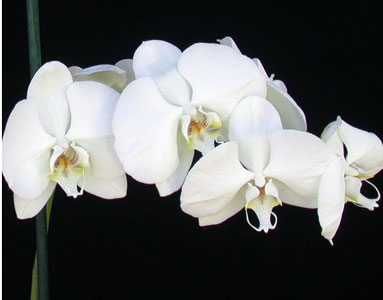 WHITE-ON-BLACK